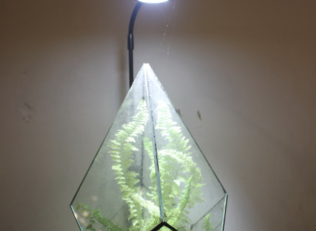 植物燈有用嗎？植物燈哪裡買？3分鐘了解植物燈原理與優缺點！